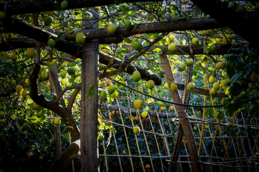 Limones típicos de la Costa Amalfitana en un mercado local