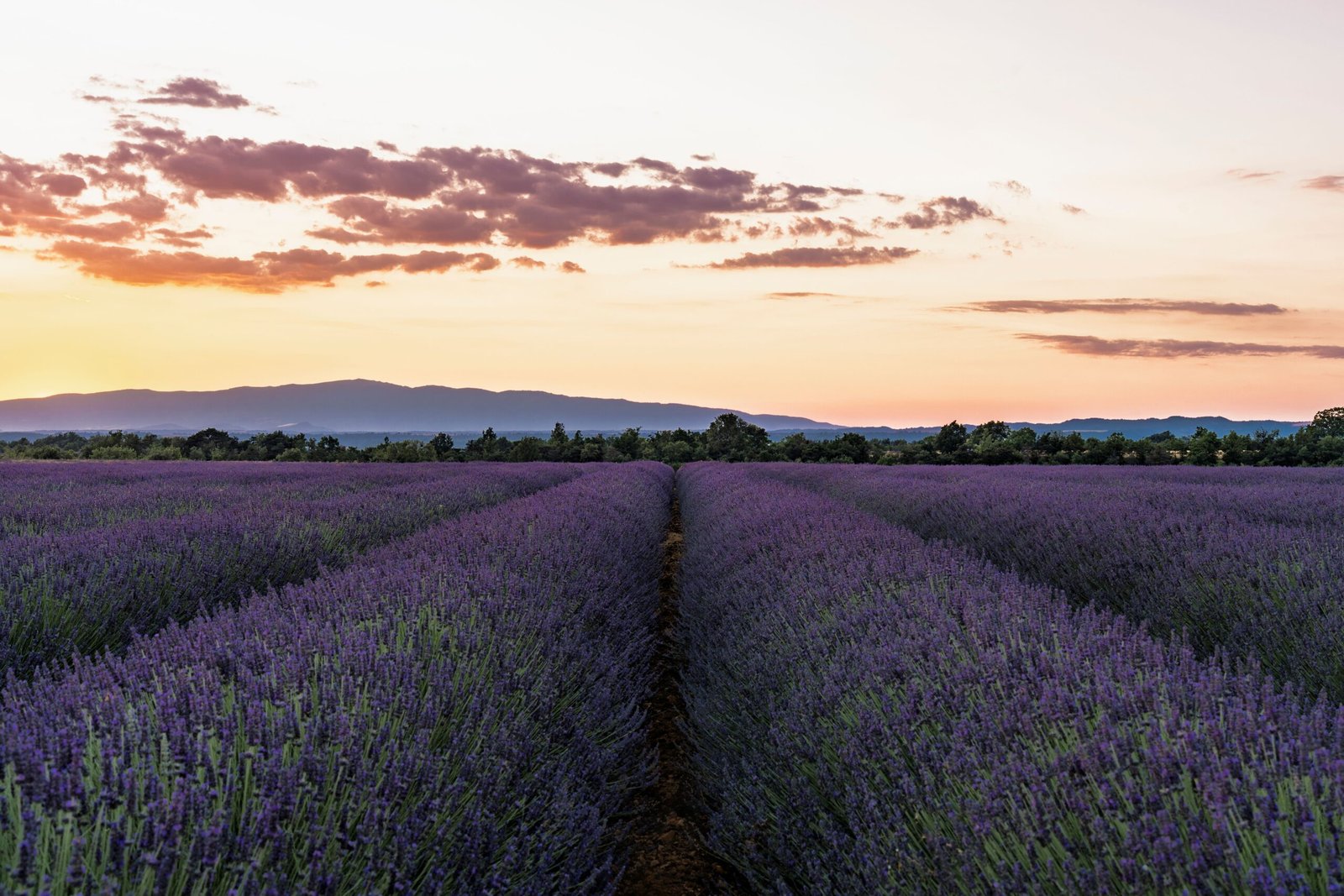 Campos de lavanda en flor en la Provenza francesa