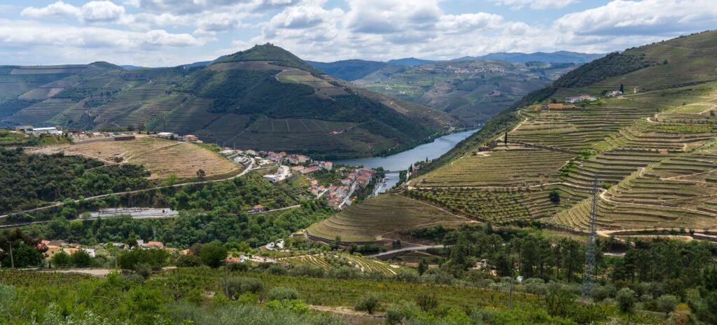 Viñedos del Valle del Duero durante la vendimia en otoño