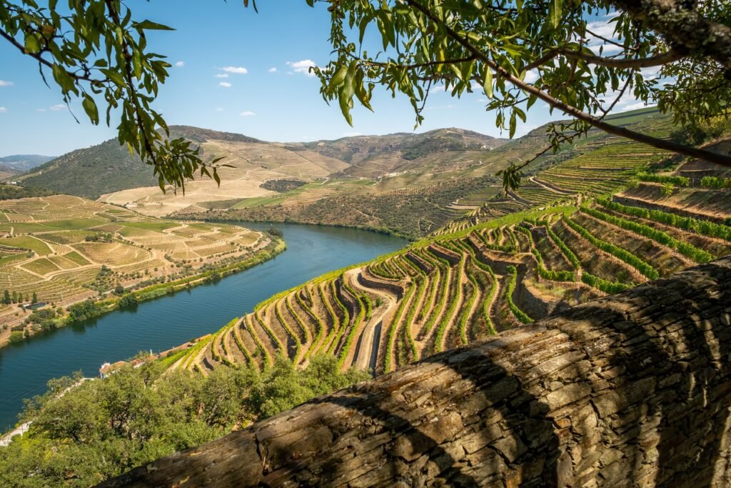 Terrazas de viñedos en el Valle del Duero