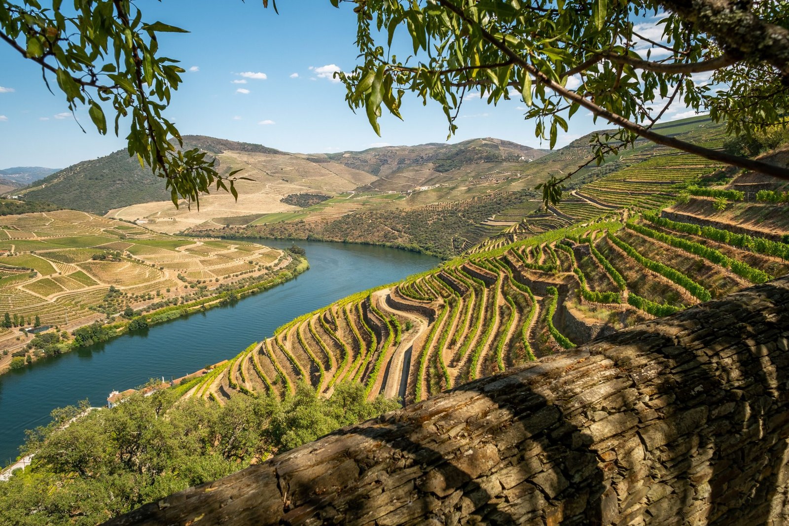 Terrazas de viñedos en el Valle del Duero